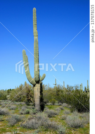 Old Saguaro Cactus Sonora desert Arizona 137078155