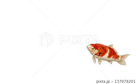 右寄せに泳ぐ紅白の錦鯉 和風縁起イラスト 白背景余白素材 137078201