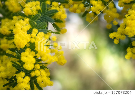美しいミモザの花 137078204