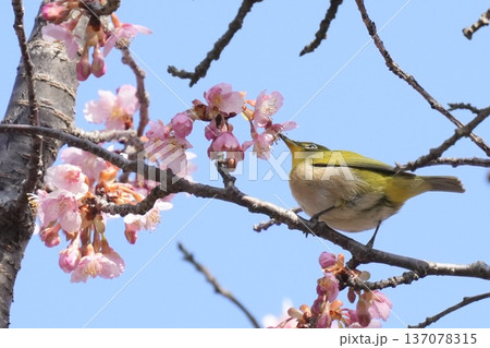 河津桜の蜜を吸うメジロと青空　春の風景 137078315