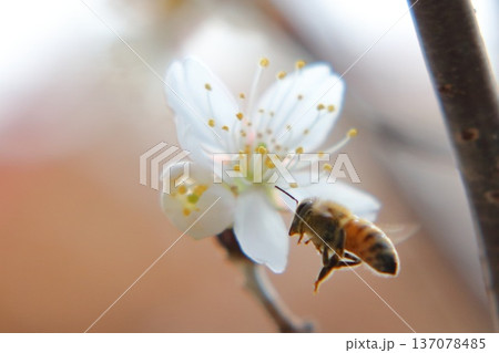 白梅の蜜を吸うミツバチ 137078485