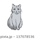 正面を向いているきれいな白猫 正面を向いているきれいな白猫 137078536