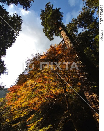 室生寺の紅葉(2024年12月) 室生寺の紅葉(2024年12月) 137078664