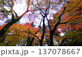 室生寺の紅葉(2024年12月) 137078667