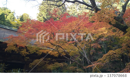 室生寺の紅葉(2024年12月) 137078668