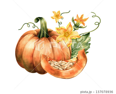 Pumpkin botanical watercolor illustration with slice, seeds, leaves and flowers. Pumpkin botanical watercolor illustration with slice, seeds, leaves and flowers. 137078936