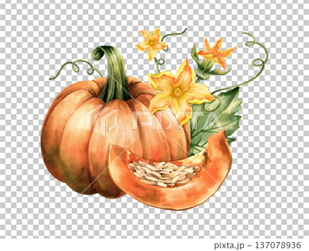 Pumpkin botanical watercolor illustration with slice, seeds, leaves and flowers. Pumpkin botanical watercolor illustration with slice, seeds, leaves and flowers. 137078936