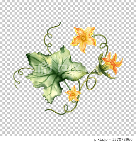 Pumpkin leaves and flowers watercolor botanical composition. Pumpkin leaves and flowers watercolor botanical composition. 137078960