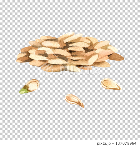 Watercolor pile of pumpkin seeds isolated on white. 137078964