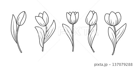 Hand drawn set of tulip flowers. Tulips flower and bud outline. Vector illustration on a white background Hand drawn set of tulip flowers. Tulips flower and bud outline. Vector illustration on a white background 137079288