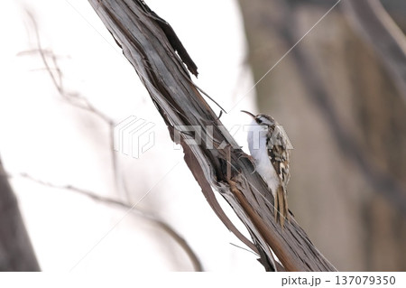 キバシリ 137079350