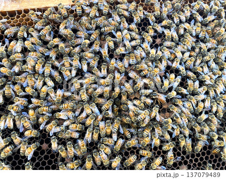 Close-up view of numerous honeybees on a honeycomb frame, showcasing their intricate patterns and textures in a beekeeping environment 137079489
