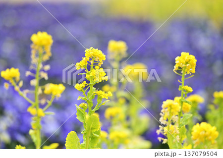 菜の花のある風景 137079504