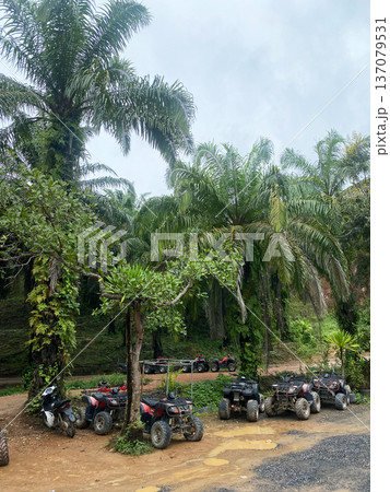 ATV jeeps parked under palm trees in a tropical setting, surrounded by lush greenery and dirt paths, ready for tourist exploration in an outdoor adventure location 137079531