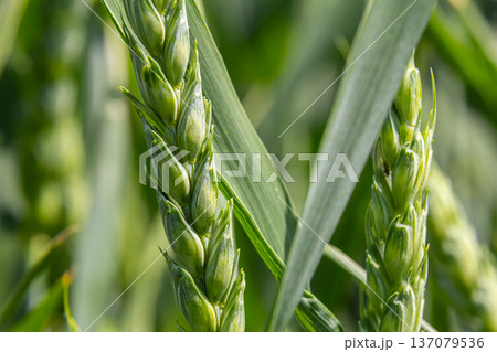 Wheat grows tall and lush in a vibrant field during warm summer months showcasing the beauty of nature and agricultural abundance 137079536