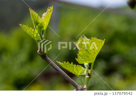 Fresh grapevine shoots emerging in vibrant green against a blurred vineyard background during the spring season Fresh grapevine shoots emerging in vibrant green against a blurred vineyard background during the spring season 137079542
