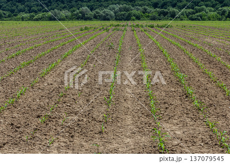 Rows of young corn plants growing in a farmland field surrounded by lush greenery on a clear sunny day Rows of young corn plants growing in a farmland field surrounded by lush greenery on a clear sunny day 137079545
