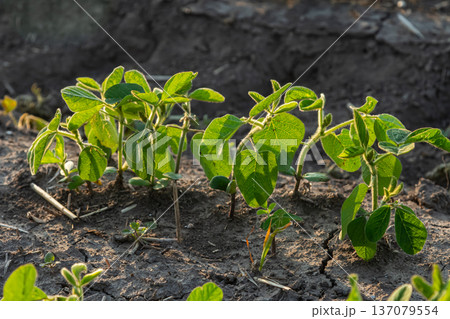 Green soybean plants growing in fertile soil under bright sunlight during the early stages of the crop development season in a rural farming area Green soybean plants growing in fertile soil under bright sunlight during the early stages of the crop development season in a rural farming area 137079554