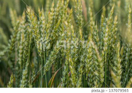 Wheat field filled with green heads ready for harvest in summer sunlight with a bright blue sky overhead 137079565