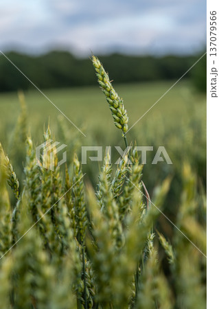 Golden wheat sways gently in the breeze under overcast skies in a lush field during early summer 137079566