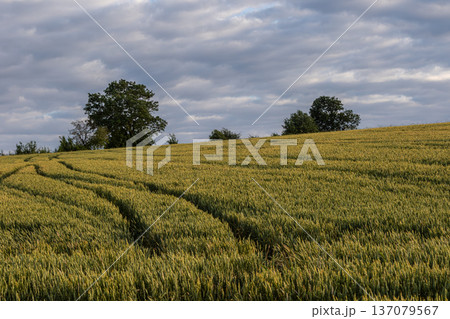 Wheat field showing lush crops under a cloudy sky with trees in the background during early evening hours Wheat field showing lush crops under a cloudy sky with trees in the background during early evening hours 137079567