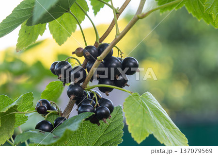 Blackcurrant bush bearing aromatic black berries in a sunny garden setting during the summer season Blackcurrant bush bearing aromatic black berries in a sunny garden setting during the summer season 137079569