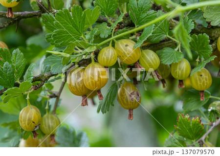 Ripening gooseberries on a thorny shrub during late spring in a lush garden showcasing the vibrant green berries ready for harvest Ripening gooseberries on a thorny shrub during late spring in a lush garden showcasing the vibrant green berries ready for harvest 137079570