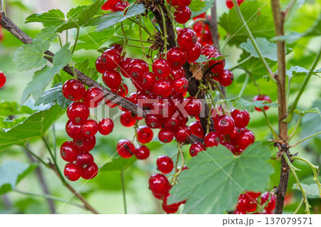 Red currants grow abundantly on a bush surrounded by vibrant green leaves under sunny weather in a garden setting Red currants grow abundantly on a bush surrounded by vibrant green leaves under sunny weather in a garden setting 137079571