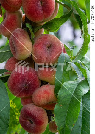 Vibrant Saturn peaches ripening on tree branches in an orchard during late summer ready for harvest Vibrant Saturn peaches ripening on tree branches in an orchard during late summer ready for harvest 137079580