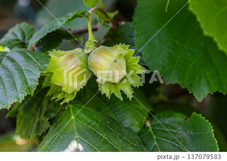 Hazelnuts growing on a tree with vibrant green leaves under natural light in a serene environment 137079583