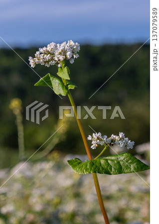 Buckwheat flowers bloom in a sunlit field showcasing delicate white petals and lush green leaves in a serene rural setting during summer 137079589