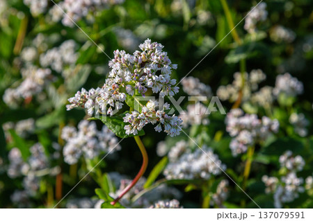 Fagopyrum esculentum blooming in a field during late spring with clusters of small white flowers amidst green foliage 137079591