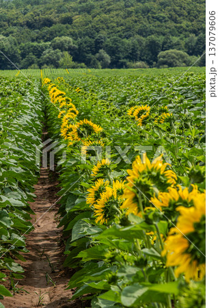 Bright yellow sunflowers bloom in vibrant rows across a lush field surrounded by green trees in summer 137079606