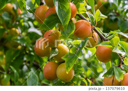 Clusters of ripe Prunus cerasifera fruit hanging on branches under bright sunlight in a lush garden during late summer 137079610
