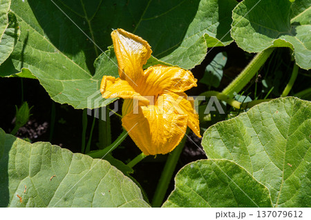 Bright yellow zucchini flower blooming among green leaves in a summer garden showcasing vibrant vegetable growth 137079612