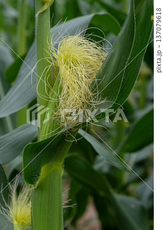 Close-up view of corn silk emerging from a healthy corn plant in a vibrant green field during mid-summer Close-up view of corn silk emerging from a healthy corn plant in a vibrant green field during mid-summer 137079618