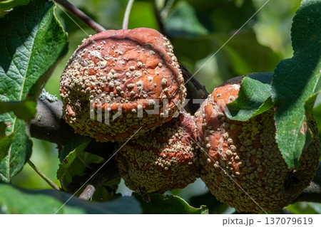 Fungal disease Monilinia fructigena causes brown rot on fruit in an orchard during summer 137079619