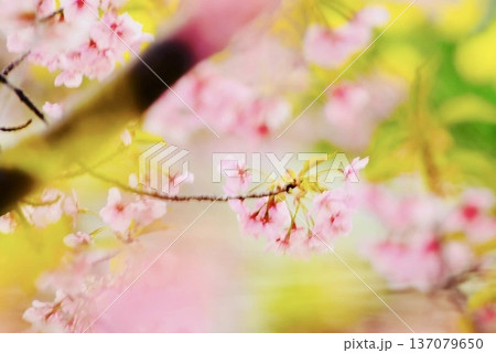 上関の河津桜と満開のスイセンぼかし2 137079650
