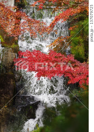三景園のもみじ 137079725