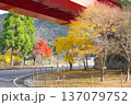 安芸太田町温井ダムもみじの景色 137079752