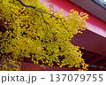 安芸太田町温井ダムもみじの景色 137079755
