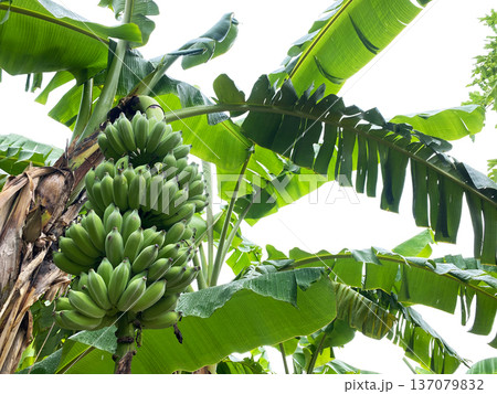 Green bananas hanging in a tropical banana tree with large leaves under bright sunlight against a clear sky background 137079832