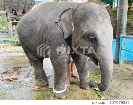 Baby elephant in captivity standing on a concrete surface, surrounded by green vegetation and a blue enclosure wall, with a person partially visible nearby 137079883