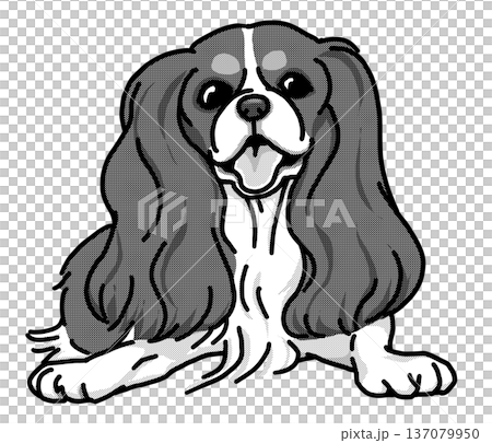 キャバリエ 犬のイラスト 背景透過 白黒 キャバリエ 犬のイラスト 背景透過 白黒 137079950