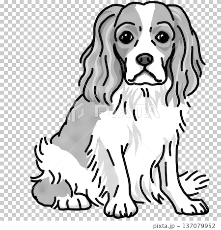 騎士查理王犬插圖，透明背景，黑白 137079952