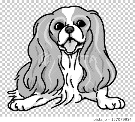 Cavalier dog illustration, transparent background, black and white Cavalier dog illustration, transparent background, black and white 137079954