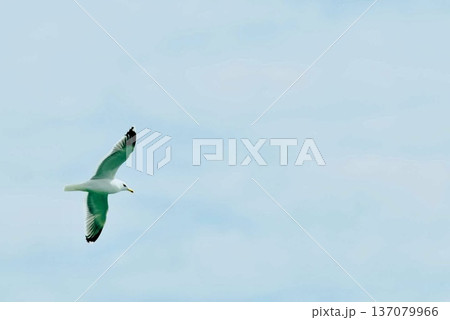 上関の海岸の空を飛ぶカモメ 137079966