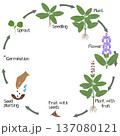 A growth cycle of sage plant on a white background. 137080121