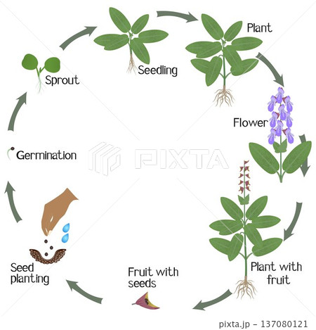 A growth cycle of sage plant on a white background. A growth cycle of sage plant on a white background. 137080121