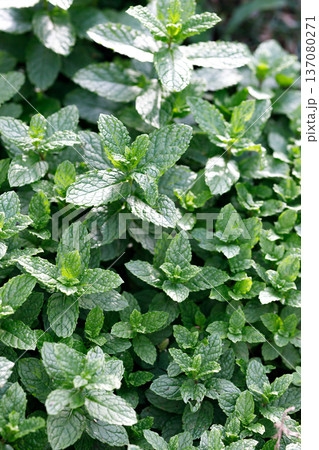 青々としげるフレッシュなミントの葉のクローズアップ 137080271